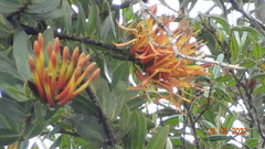 Tristerix longibracteatus