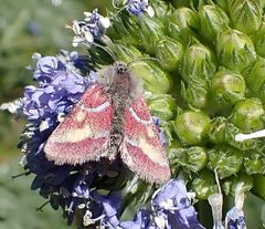 Schinia pulchripennis