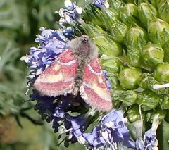 Schinia pulchripennis