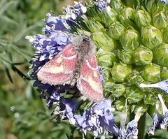 Schinia pulchripennis