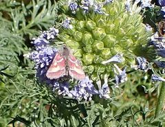 Schinia pulchripennis