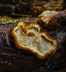 Exidiopsis leucophaea