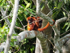 Alouatta sara