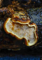 Exidiopsis leucophaea