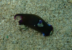 Chelidonura