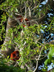 Alouatta sara