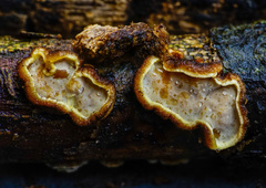 Exidiopsis leucophaea