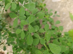 Calicotome spinosa
