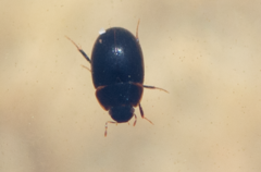 Cymbiodyta marginella