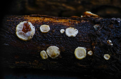 Exidiopsis leucophaea