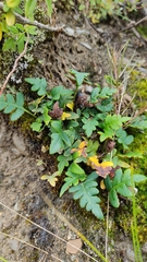 Pleopeltis subvestita