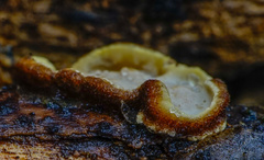 Exidiopsis leucophaea