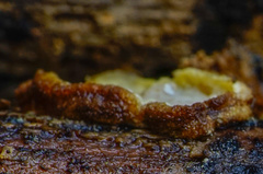 Exidiopsis leucophaea