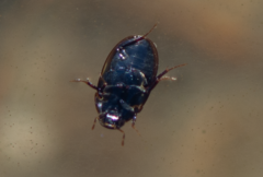 Cymbiodyta marginella