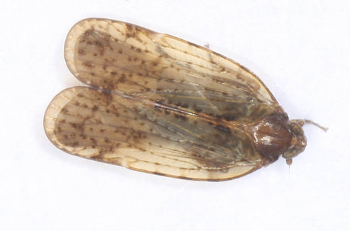 Iolania perkinsi
