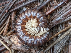 Thrinaphe hargeri