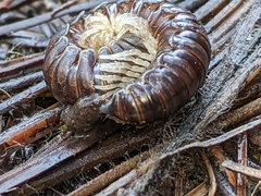 Thrinaphe hargeri