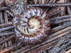 Thrinaphe hargeri