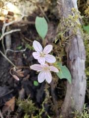 Claytonia virginica