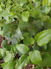 Clematis flammula