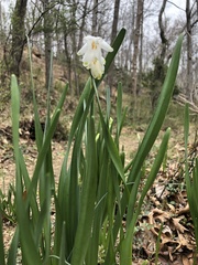 Leucojum