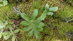Polypodium macaronesicum azoricum