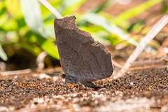 Laringa horsfieldii