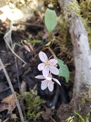 Claytonia virginica