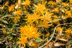 Chuquiraga avellanedae