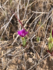 Clarkia affinis