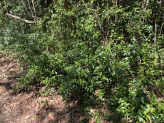 Chiococca parvifolia