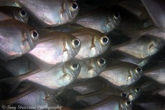 Pempheris compressa
