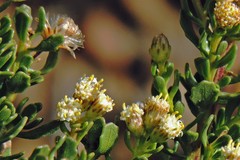 Baccharis neaei