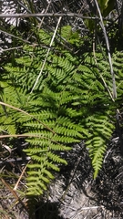 Pteridium aquilinum decompositum