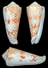 Conus marielae