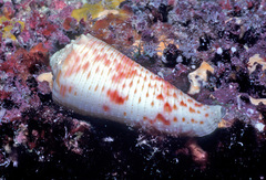 Conus marielae