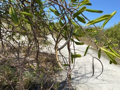 Pentalinon luteum