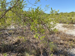 Pentalinon luteum