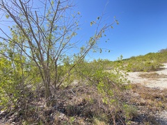Pentalinon luteum