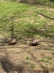 Cairina moschata domestica