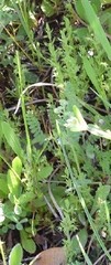 Lysimachia linum-stellatum