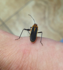 Stenomacra marginella