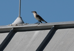 Mimus polyglottos image