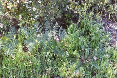 Quercus rotundifolia