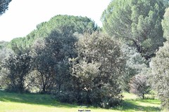 Pinus pinea