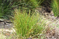 Scirpoides holoschoenus