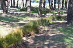 Scirpoides holoschoenus