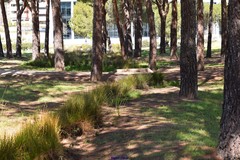 Scirpoides holoschoenus