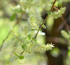Salix atrocinerea