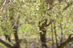 Salix atrocinerea